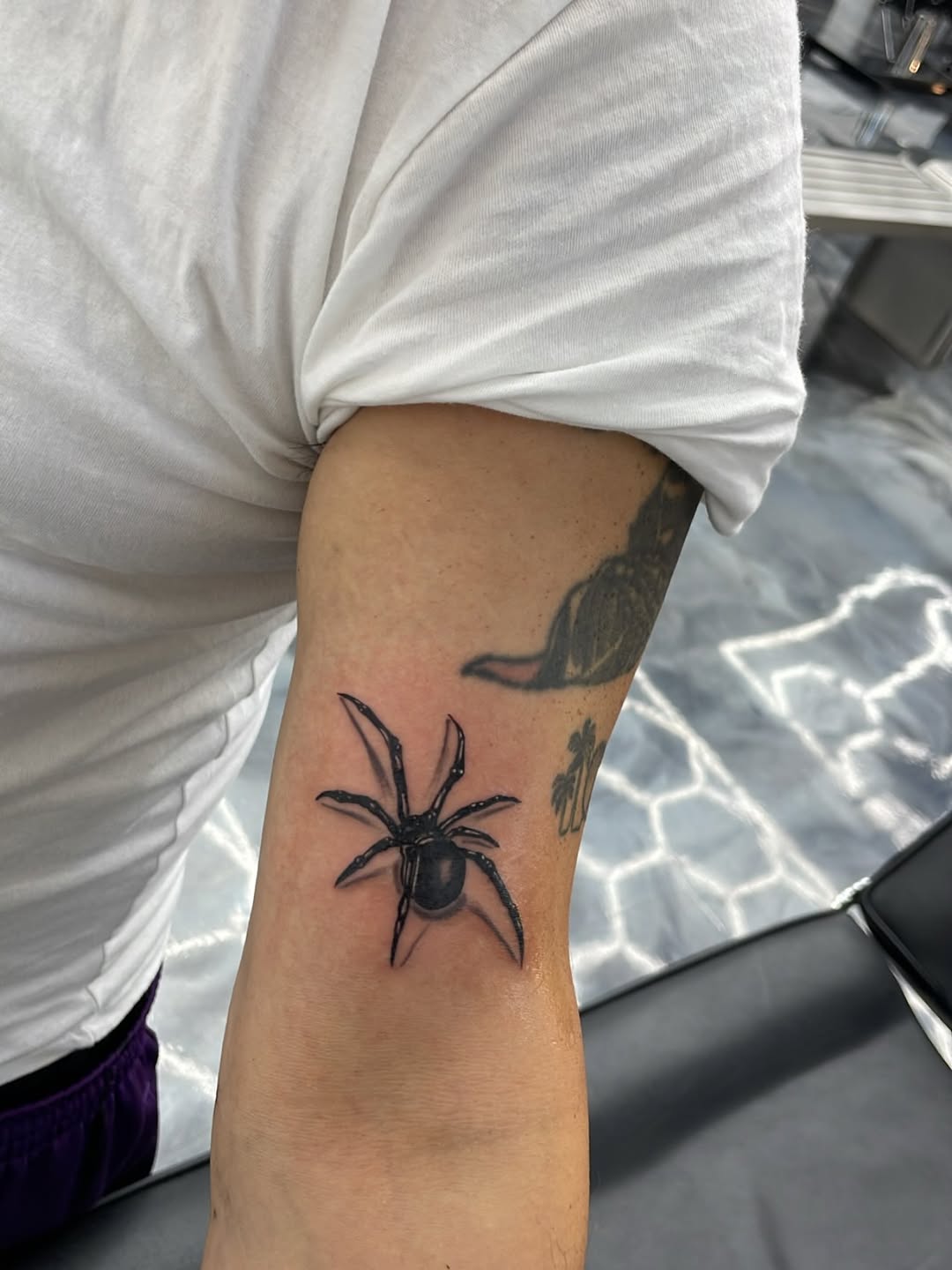Spider tattoo portfolio piece by David Maciel, 21st Street Sacramento